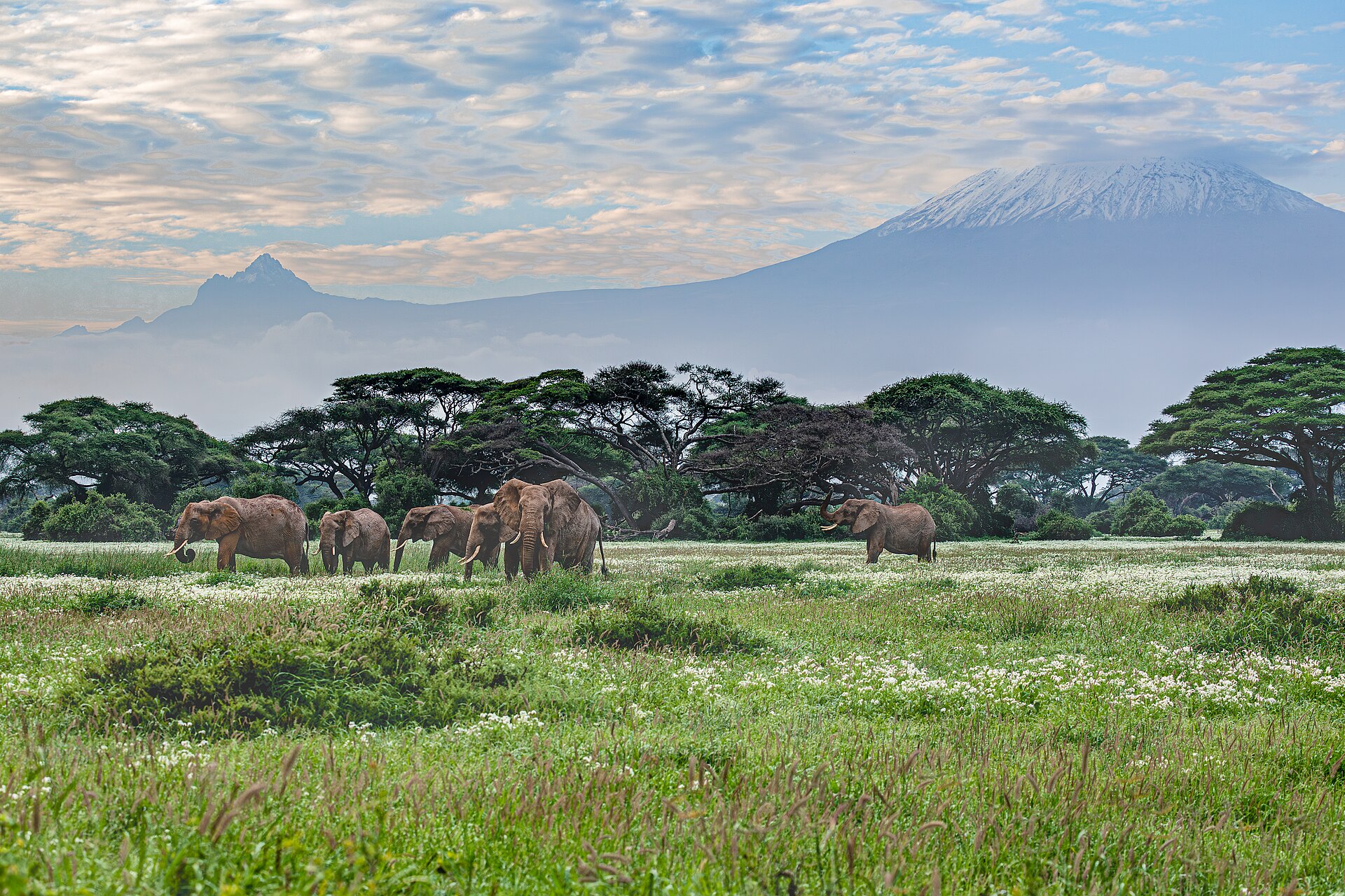 The glaciated summit of Mount Kilimanjaro rising above the clouds at dawn