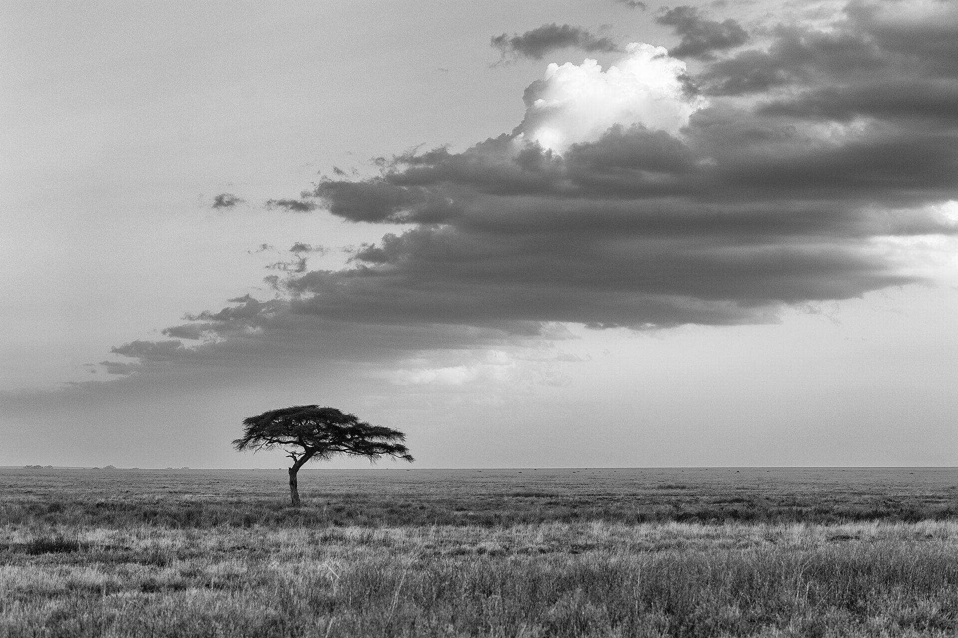 Flat-topped acacia trees on the open Serengeti plains at first light