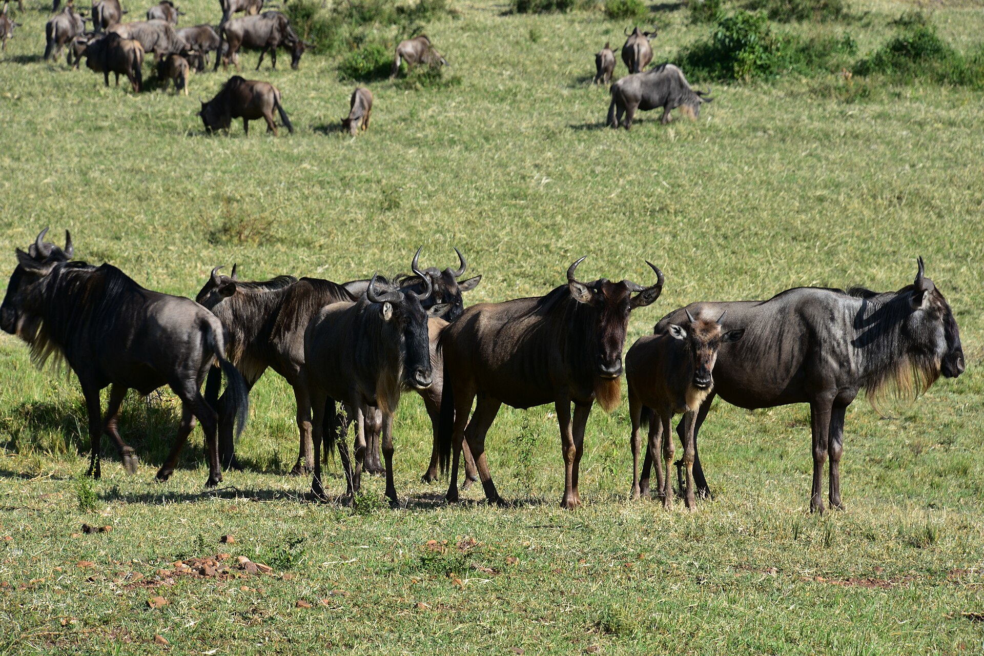 A herd of wildebeest on the Serengeti plains during the Great Migration