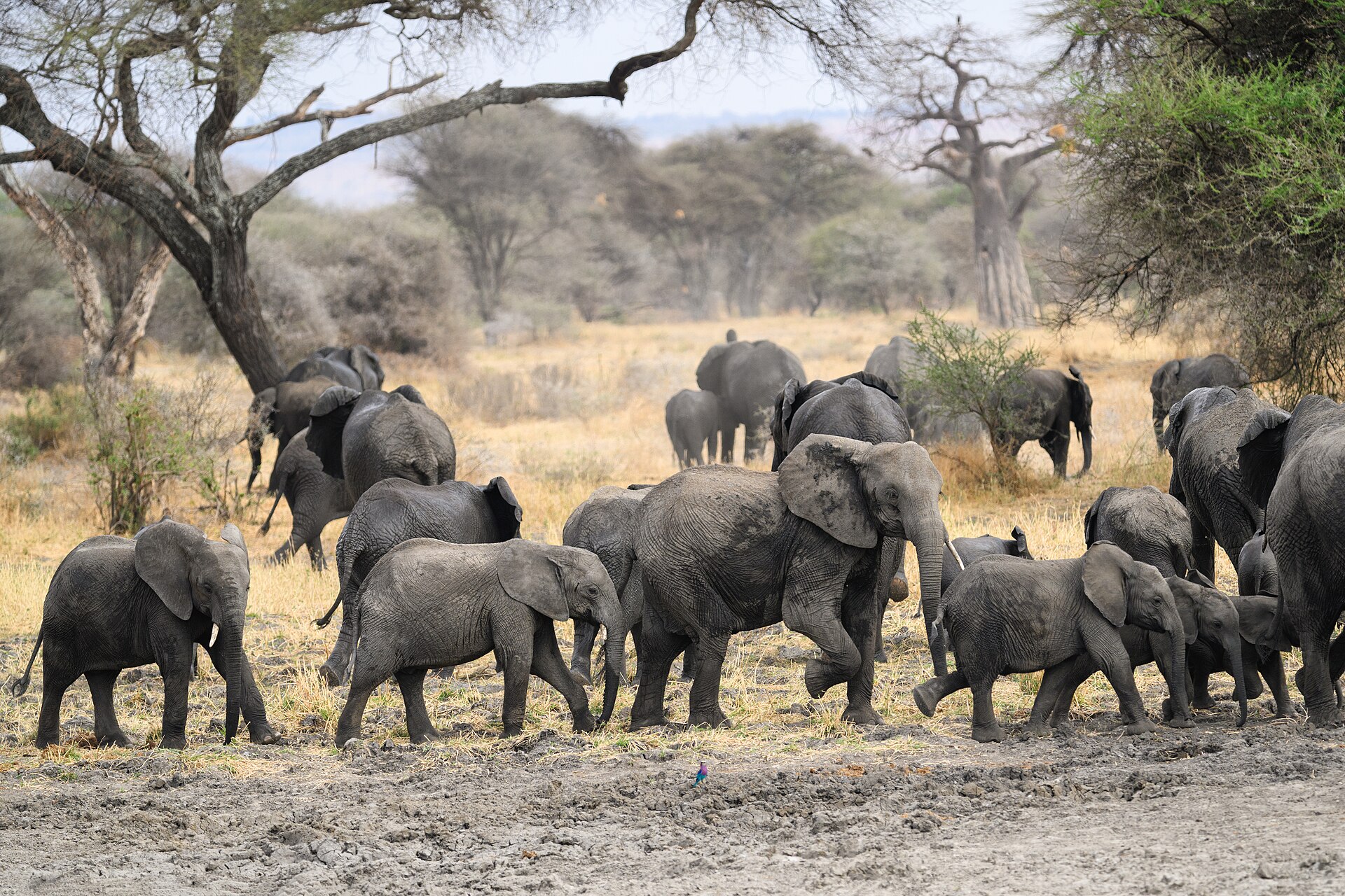 Elephants crossing dry grassland beneath a giant baobab tree in Tarangire National Park